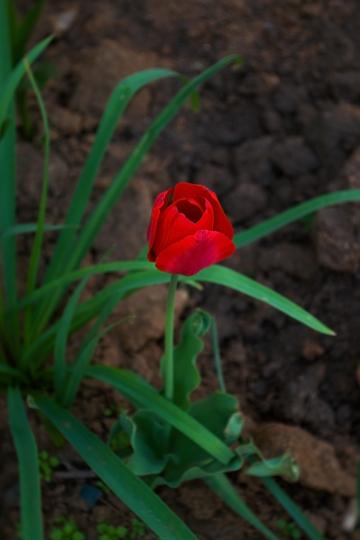 Тюльпан в саду. Фото Free for commercial use, No attribution required. Бесплатное стоковое фото для свободного скачивания