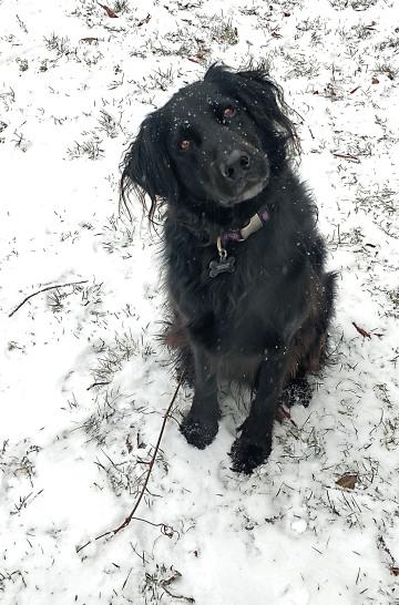 Черная гладкошерстная собака-ретривер в снегу. Фото Свободно для коммерческого использования, Атрибуция не требуется. Бесплатное стоковое фото для свободного скачивания