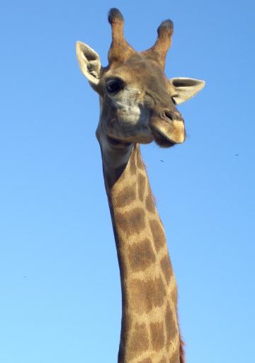 Жираф. Фото Free for commercial use, No attribution required. Бесплатное стоковое фото для свободного скачивания