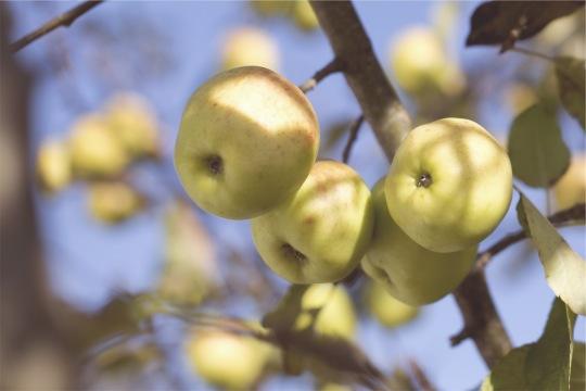 Яблоки фрукты (2). Фото Свободно для коммерческого использования, Атрибуция не требуется. Бесплатное стоковое фото для свободного скачивания