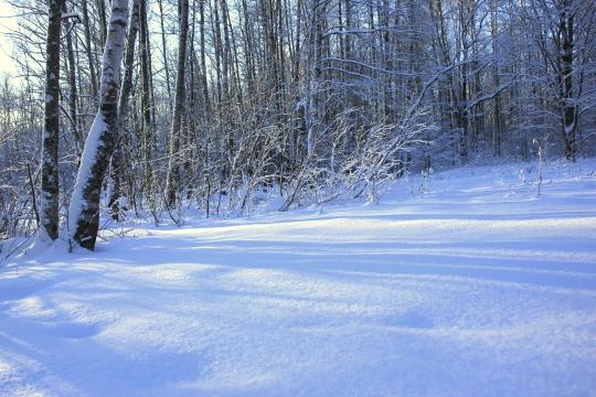 Лес зимой. Фото Free for commercial use, No attribution required. Бесплатное стоковое фото для свободного скачивания