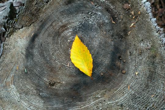 Осенний лист на дереве. Фото Свободно для коммерческого использования, Атрибуция не требуется. Бесплатное стоковое фото для свободного скачивания