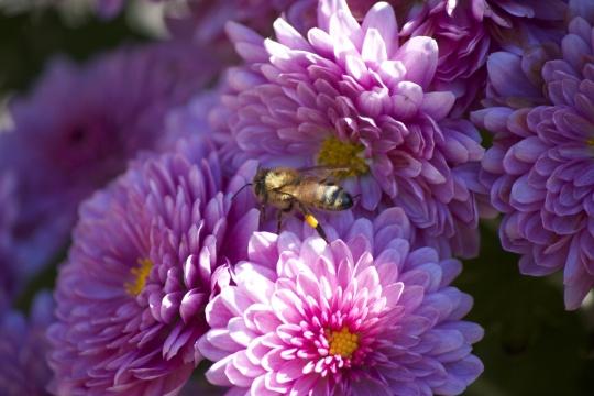 Пчела. Цветок. Природа. Фото Free for commercial use, No attribution required. Бесплатное стоковое фото для свободного скачивания