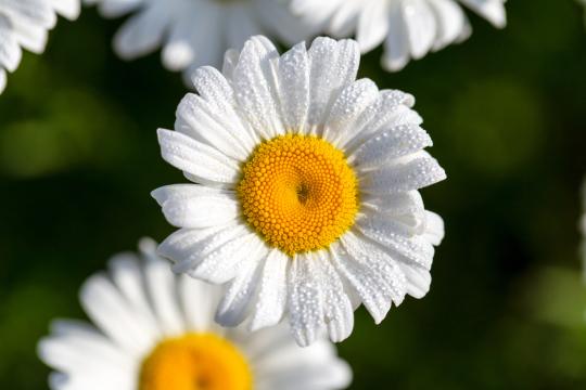Белый цветок ромашки. Фото Free for commercial use, No attribution required. Бесплатное стоковое фото для свободного скачивания
