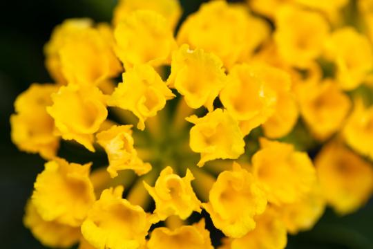 Маленькие желтые цветы. Фото Free for commercial use, No attribution required. Бесплатное стоковое фото для свободного скачивания