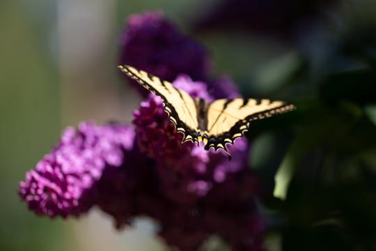 Бабочка на фиолетовом цветке. Фото Free for commercial use, No attribution required. Бесплатное стоковое фото для свободного скачивания
