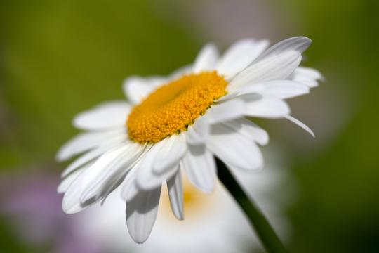 Белый цветок ромашки (2). Фото Свободно для коммерческого использования, Атрибуция не требуется. Бесплатное стоковое фото для свободного скачивания