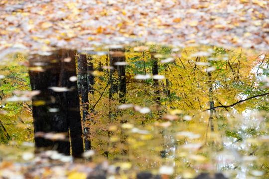 Осень Листья Природа. Фото Свободно для коммерческого использования, Атрибуция не требуется. Бесплатное стоковое фото для свободного скачивания