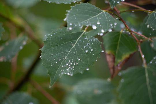 Капли дождя на листьях. Фото Free for commercial use, No attribution required. Бесплатное стоковое фото для свободного скачивания