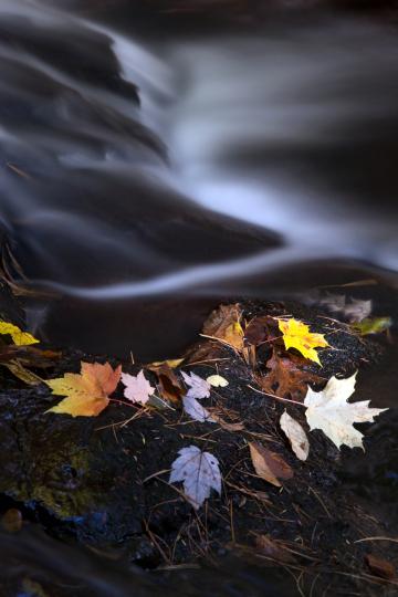 Осенние листья и река. Фото Свободно для коммерческого использования, Атрибуция не требуется. Бесплатное стоковое фото для свободного скачивания