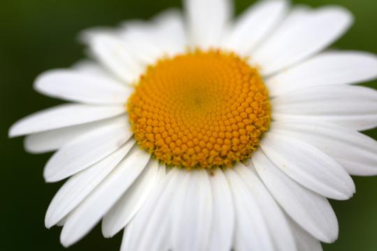 Белый цветок ромашки (3). Фото Свободно для коммерческого использования, Атрибуция не требуется. Бесплатное стоковое фото для свободного скачивания