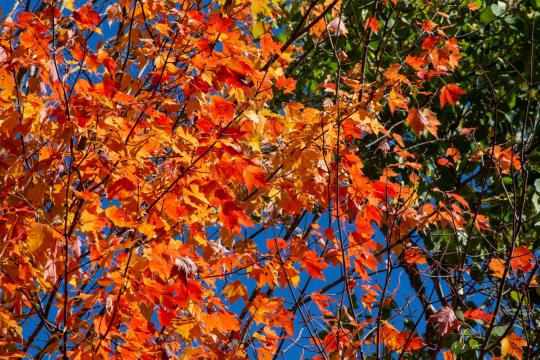 Яркие осенние листья. Фото Свободно для коммерческого использования, Атрибуция не требуется. Бесплатное стоковое фото для свободного скачивания