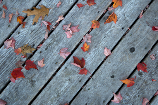 Осенние листья (3). Фото Свободно для коммерческого использования, Атрибуция не требуется. Бесплатное стоковое фото для свободного скачивания