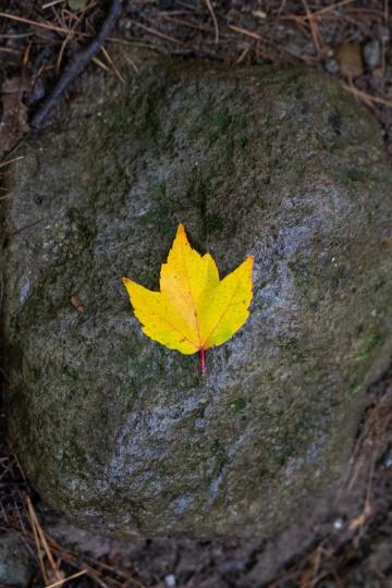 Осенний лист (5). Фото Свободно для коммерческого использования, Атрибуция не требуется. Бесплатное стоковое фото для свободного скачивания