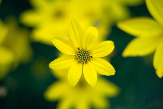 Желтый цветочный сад. Фото Свободно для коммерческого использования, Атрибуция не требуется. Бесплатное стоковое фото для свободного скачивания