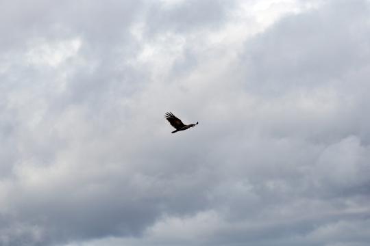 Облака Летающие Птицы. Фото Free for commercial use, No attribution required. Бесплатное стоковое фото для свободного скачивания