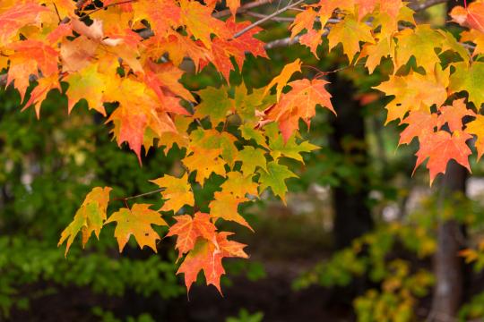 Красочные осенние листья. Фото Free for commercial use, No attribution required. Бесплатное стоковое фото для свободного скачивания