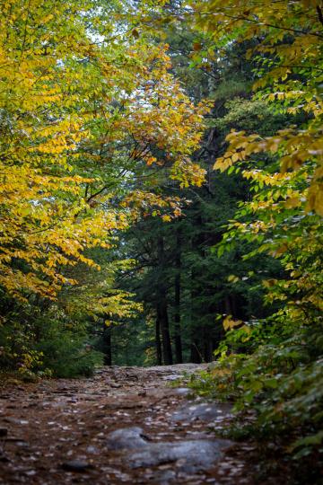 Осенний лесной путь. Фото Free for commercial use, No attribution required. Бесплатное стоковое фото для свободного скачивания