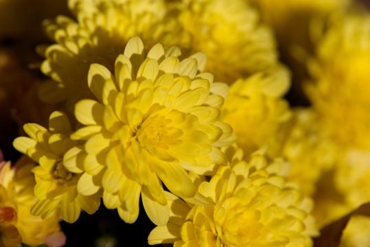 Желтые цветы. Фото Free for commercial use, No attribution required. Бесплатное стоковое фото для свободного скачивания