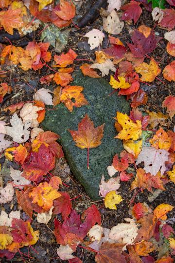 Осенние листья падают. Фото Свободно для коммерческого использования, Атрибуция не требуется. Бесплатное стоковое фото для свободного скачивания