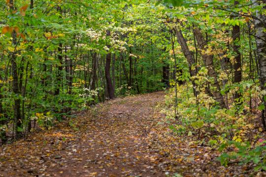 Осенний лес. Природа. Фото Free for commercial use, No attribution required. Бесплатное стоковое фото для свободного скачивания