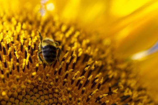 Пчелиный цветок. Фото Free for commercial use, No attribution required. Бесплатное стоковое фото для свободного скачивания