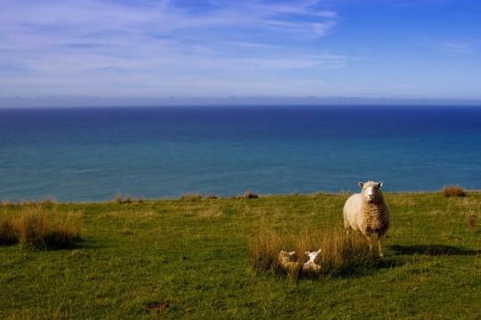 Новозеландская овца с ягненком. Фото Свободно для коммерческого использования, Атрибуция не требуется. Бесплатное стоковое фото для свободного скачивания