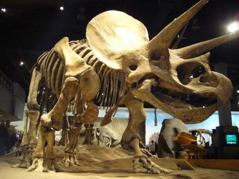 Скелеты динозавров. Фото Свободно для коммерческого использования, Атрибуция не требуется. Бесплатное стоковое фото для свободного скачивания
