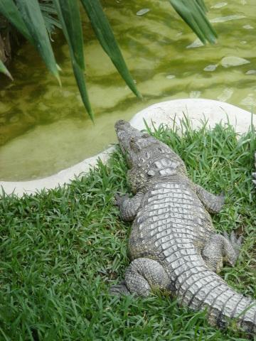 Крокодил. Фото Free for commercial use, No attribution required. Бесплатное стоковое фото для свободного скачивания