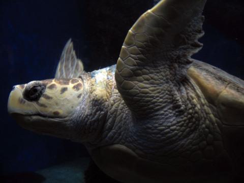 Морская черепаха. Фото Свободно для коммерческого использования, Атрибуция не требуется. Бесплатное стоковое фото для свободного скачивания
