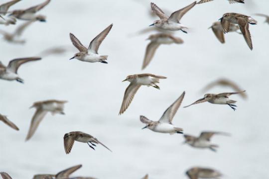 Летающие птицы. Фото Free for commercial use, No attribution required. Бесплатное стоковое фото для свободного скачивания