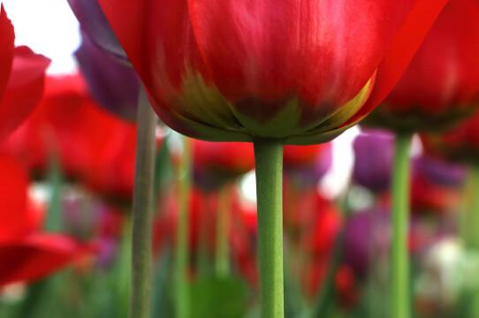 Тюльпаны. Весна. Фото Free for commercial use, No attribution required. Бесплатное стоковое фото для свободного скачивания