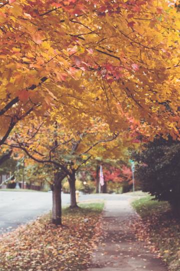 Осенние деревья (7). Фото Свободно для коммерческого использования, Атрибуция не требуется. Бесплатное стоковое фото для свободного скачивания