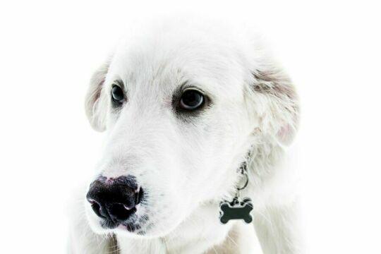 Белая собака. Фото Свободно для коммерческого использования, Атрибуция не требуется. Бесплатное стоковое фото для свободного скачивания