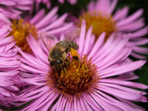 Пчела на цветке (10). Фото Свободно для коммерческого использования, Атрибуция не требуется. Бесплатное стоковое фото для свободного скачивания