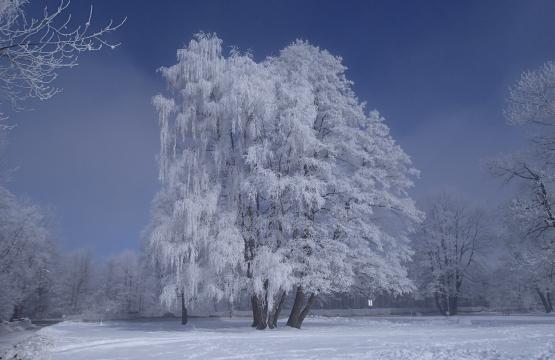 Замерзшее дерево. Фото Свободно для коммерческого использования, Атрибуция не требуется. Бесплатное стоковое фото для свободного скачивания