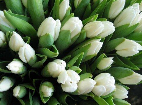 Белые тюльпаны. Фото Free for commercial use, No attribution required. Бесплатное стоковое фото для свободного скачивания