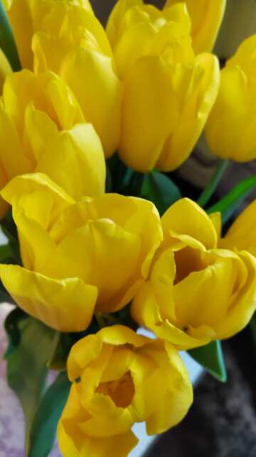 Желтые тюльпаны. Фото Free for commercial use, No attribution required. Бесплатное стоковое фото для свободного скачивания