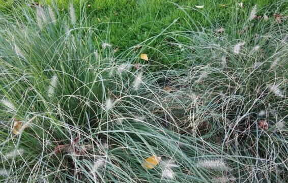 Осенние травы. Фото Free for commercial use, No attribution required. Бесплатное стоковое фото для свободного скачивания