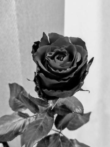 Черно роза - эмблема печали. Фото Свободно для коммерческого использования, Атрибуция не требуется. Бесплатное стоковое фото для свободного скачивания