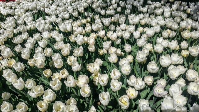 Белые тюльпаны. Фото Free for commercial use, No attribution required. Бесплатное стоковое фото для свободного скачивания