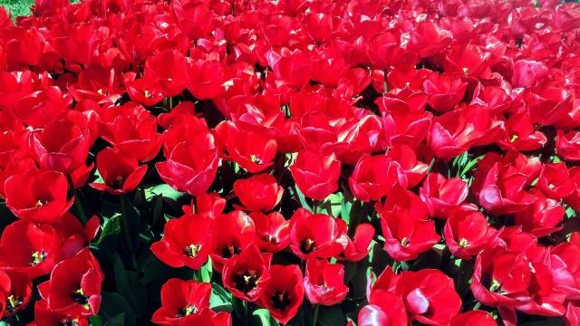 Красные тюльпаны. Фото Free for commercial use, No attribution required. Бесплатное стоковое фото для свободного скачивания