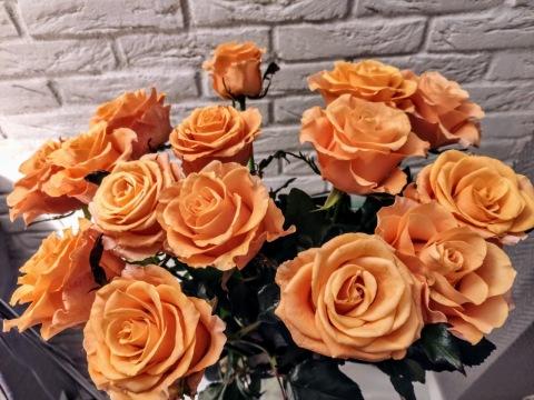 Оранжевые розы. Фото Free for commercial use, No attribution required. Бесплатное стоковое фото для свободного скачивания