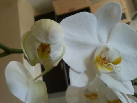 Орхидея цветет. Фото Free for commercial use, No attribution required. Бесплатное стоковое фото для свободного скачивания