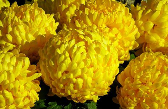 Желтые хризантемы (2). Фото Свободно для коммерческого использования, Атрибуция не требуется. Бесплатное стоковое фото для свободного скачивания