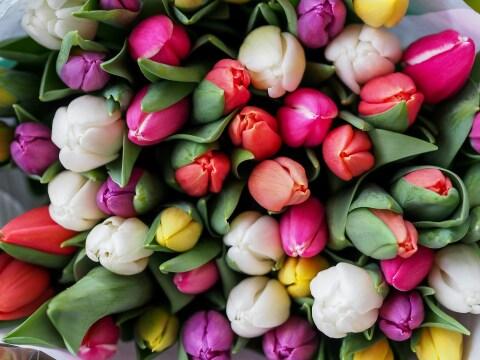 Разноцветные тюльпаны (4). Фото Свободно для коммерческого использования, Атрибуция не требуется. Бесплатное стоковое фото для свободного скачивания