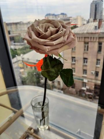 Роза цвета "пыльной розы". Фото Free for commercial use, No attribution required. Бесплатное стоковое фото для свободного скачивания