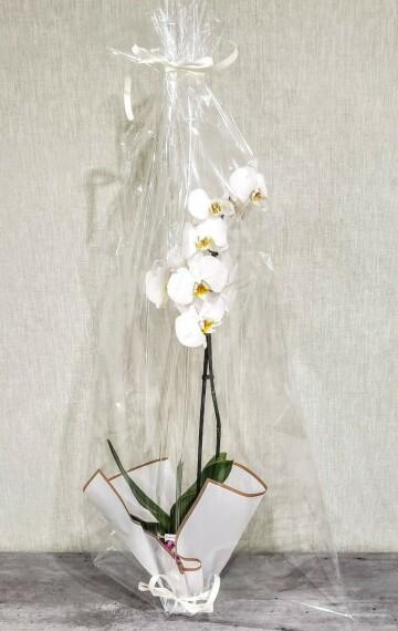 Орхидея в подарочной упаковке. Фото Свободно для коммерческого использования, Атрибуция не требуется. Бесплатное стоковое фото для свободного скачивания