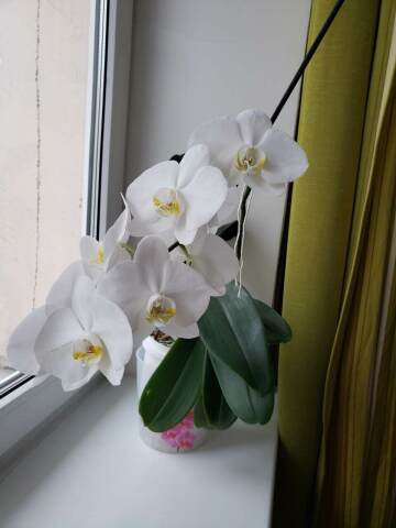 Белая орхидея на подоконнике. Фото Free for commercial use, No attribution required. Бесплатное стоковое фото для свободного скачивания