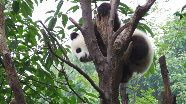 Панда на дереве. Фото Свободно для коммерческого использования, Атрибуция не требуется. Бесплатное стоковое фото для свободного скачивания
